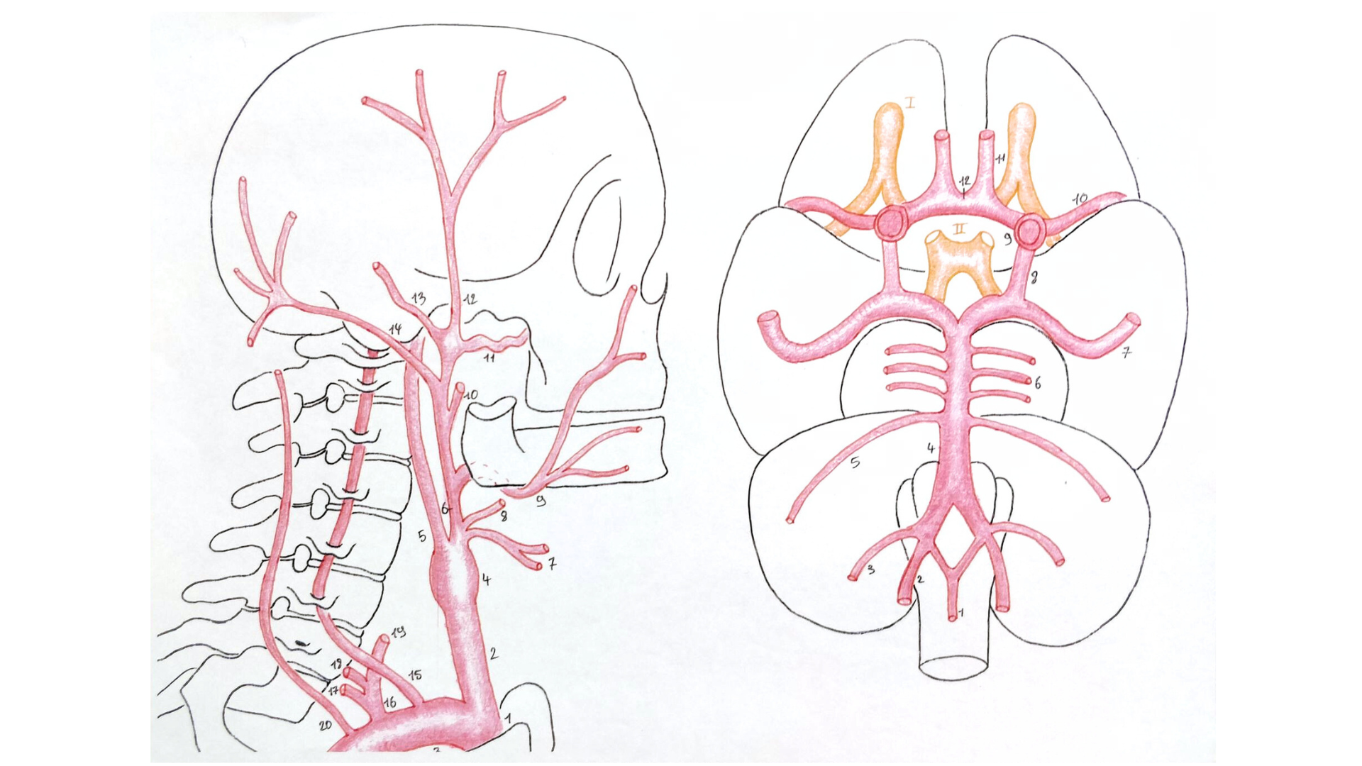 Lire la suite à propos de l’article Vascularisation artérielle de la tête et du cou